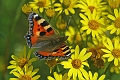 small tortoiseshell butterfly-2